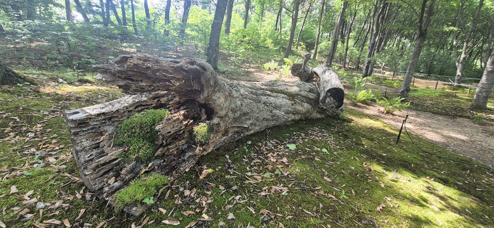 이끼와 고사목